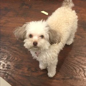 Meet your Posher, Pamela